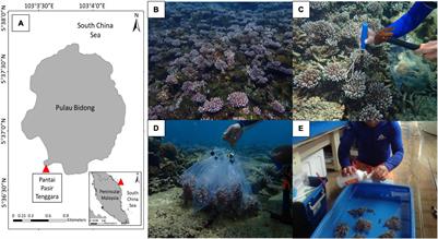 Physiological Response of Shallow-Water Hard Coral Acropora digitifera to Heat Stress via Fatty Acid Composition